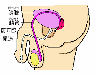 男性生殖器